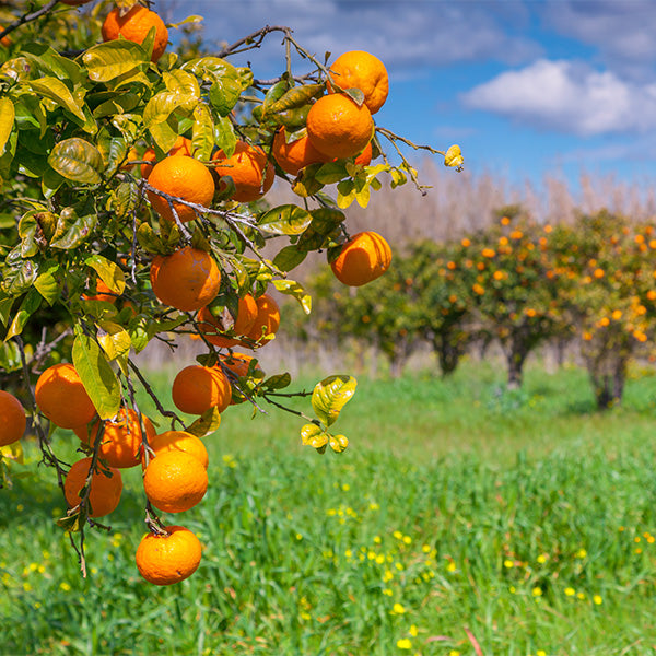Sharbatly Easypeeler Orri fruit pack, 1 kg, showing fresh Orri citrus with easy-peel skin and vibrant orange color.