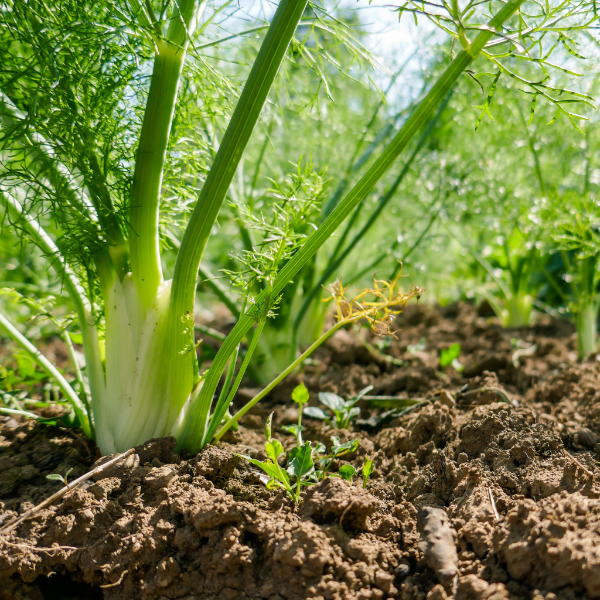 Fresh Holland fennel vegetable in a 1.5 kg pack, showing its bulb, stalks, and feathery fronds on a white background.