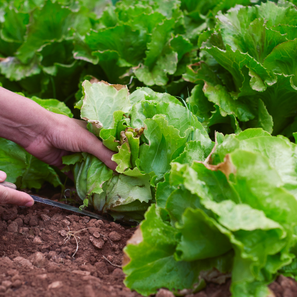 Fresh Boston lettuce from Holland, single leafy vegetable with crisp green leaves, ideal for salads and sandwiches.