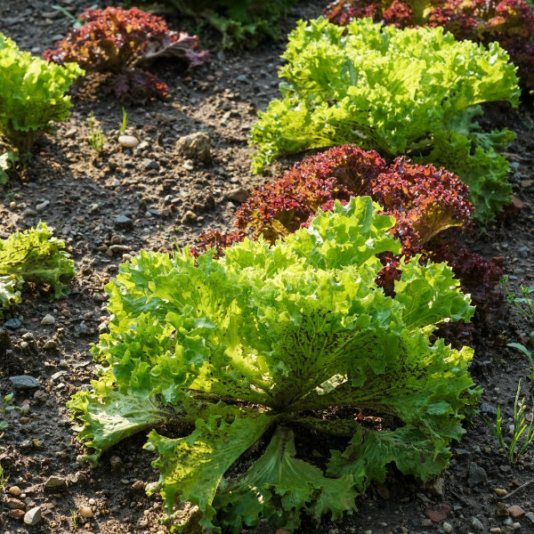 Fresh Lollo Biondo lettuce from Osama Bakr Veg, single leafy vegetable perfect for salads and sandwiches.