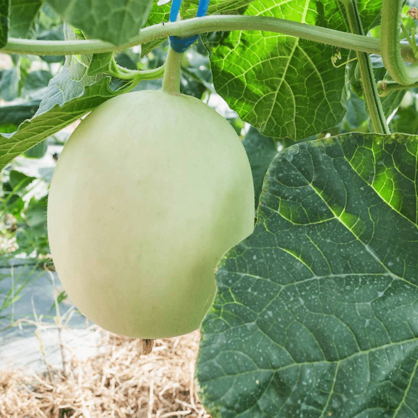 Fresh single piece of Sharbatly Honey Dew melon, showcasing its vibrant green flesh and smooth outer rind.