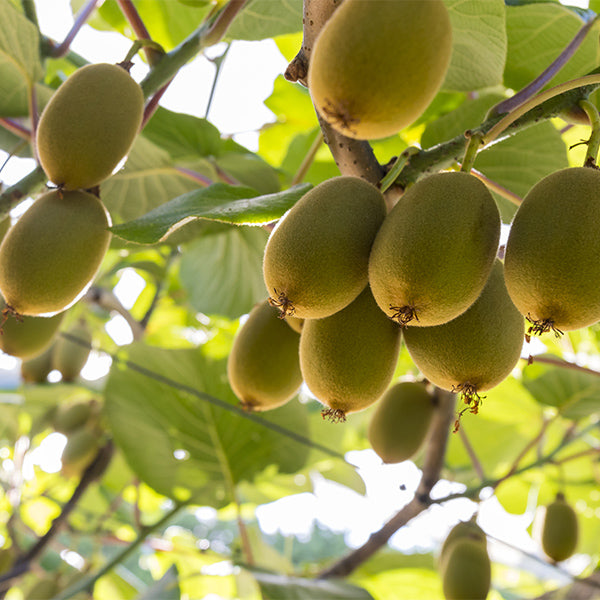 Kiwi, Golden, 1 Kg Pack - Sharbatly.Club