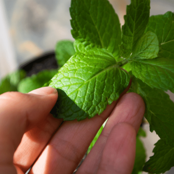 Organic peppermint mint herb plant in a pot, grown by Holland, showcasing fresh green leaves on a healthy single mint plant.