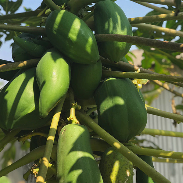 Fresh Formosa papaya from Thailand, Tainung variety, single ripe fruit with vibrant orange flesh and smooth green skin.