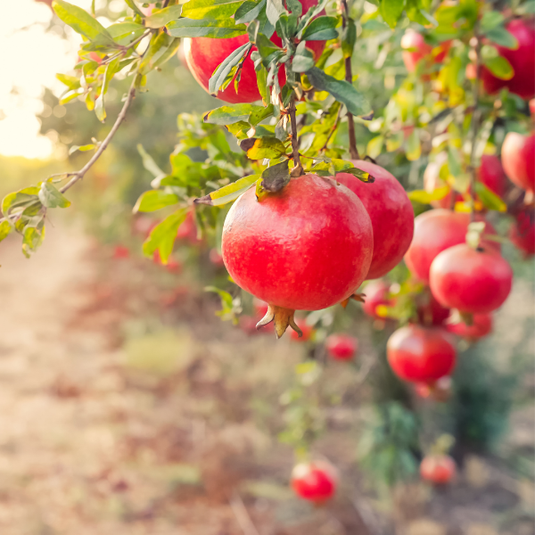 Fresh pomegranates from Sharbatly in a 1 kg pack, showcasing vibrant, ripe, red fruit with smooth outer skin.