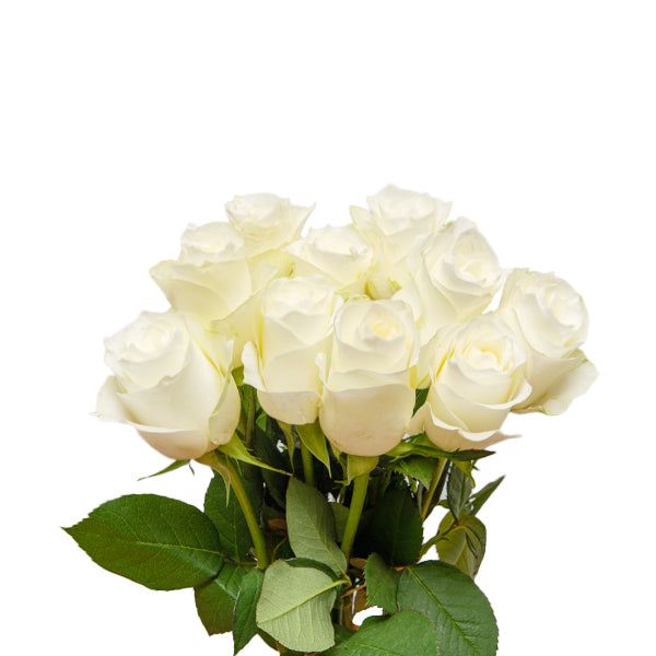 Roses, White,  10 Stems