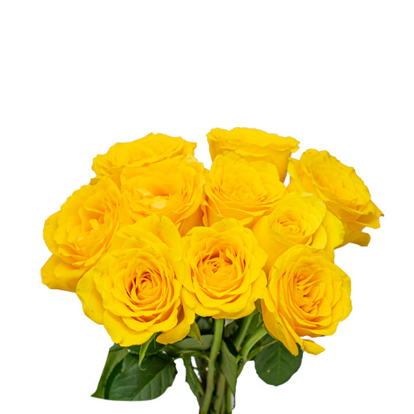 Roses, Yellow,  10 Stems