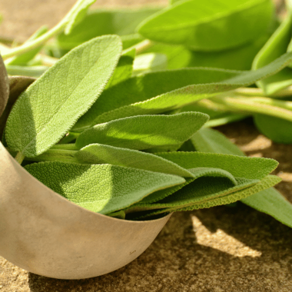 Organic Holland sage herb plant in a pot, fresh and green, perfect for cooking or herbal remedies.