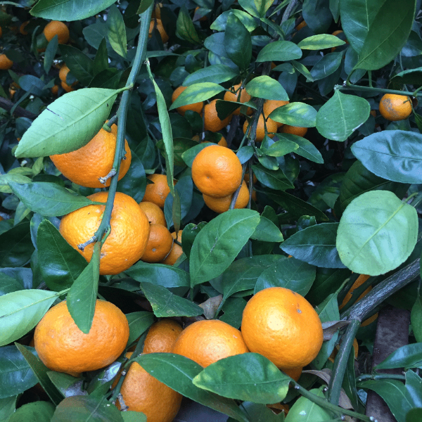 Satsumas, easy peeler , ugly fruit, seedless ,1 Kg pack