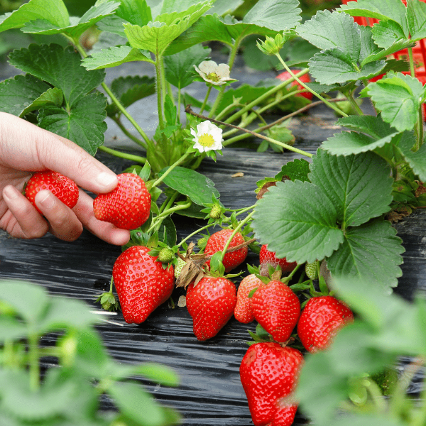 Fresh red strawberries from Driscoll's in a 0.25 kg pack, displayed on a white background.