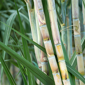 Sugar canes , 1 KG pack