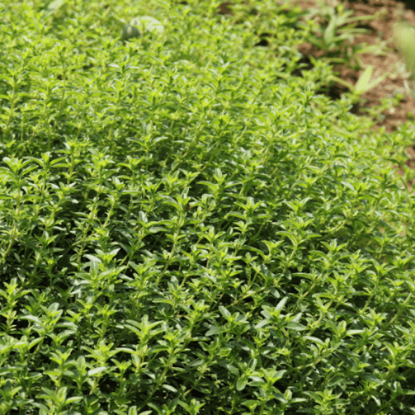 Fresh Kenyan thyme herb bunch, 0.10 kg, showing vibrant green thyme sprigs with small oval leaves.