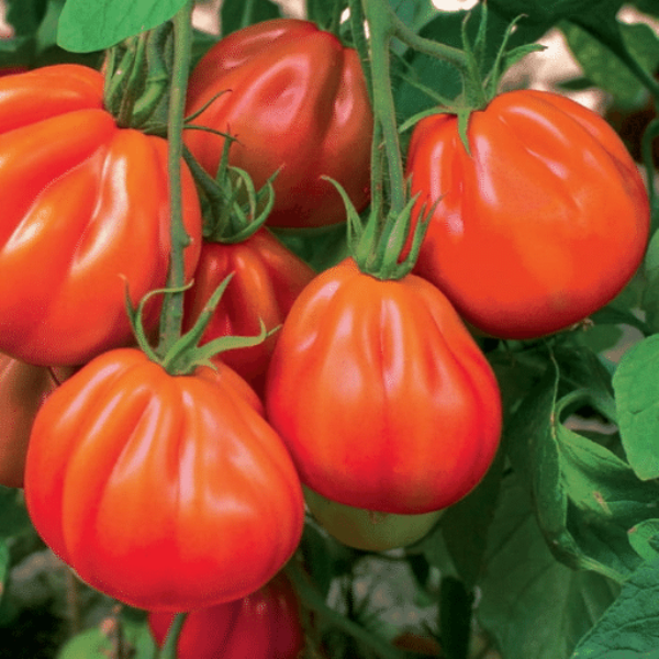 Holland Bull's Heart tomatoes, extra large Coeur de Bœuf variety, fresh and ripe in a 0.45 kg vegetable pack.
