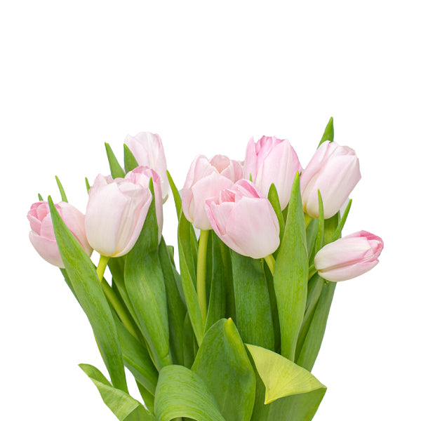 Tulips, Pink, Dynasty, 10 Stems
