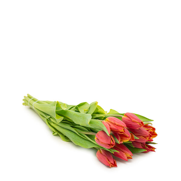 Tulips, Red, 10 Stems