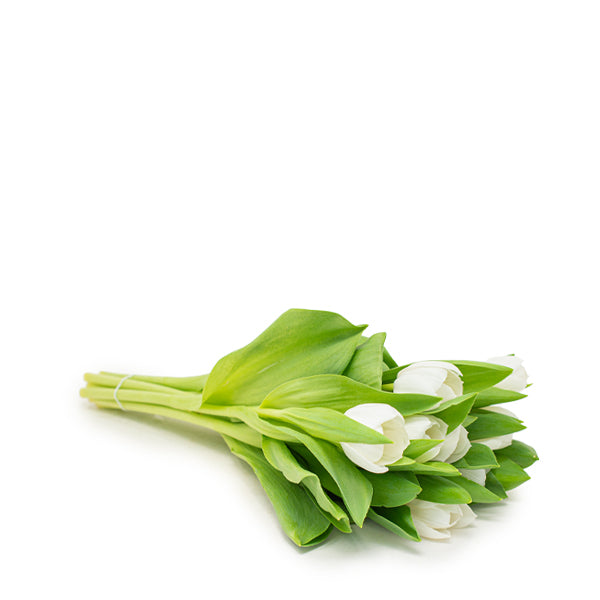 Tulips, White, Royal Virgin, 10 Stems