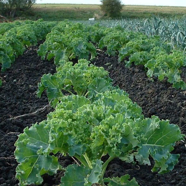 Fresh Holland kale baby super food in a 0.125 kg vegetable pack, showcasing vibrant green leaves perfect for healthy meals.