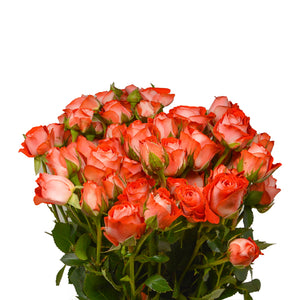 Roses Baby Zadique, bicolor red-white, 10 Stems