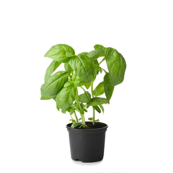 Basil, plant in a pot, single piece - Sharbatly.Club