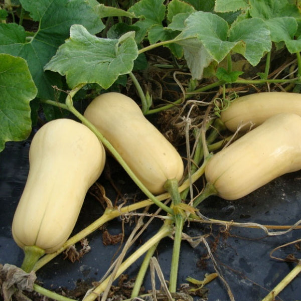 Single piece of Baladi butternut squash, a fresh vegetable from Local Market, with smooth beige skin and a bulbous shape.