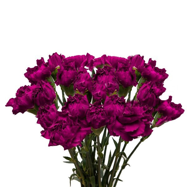 Carnations, Golem,Purple 19 stems