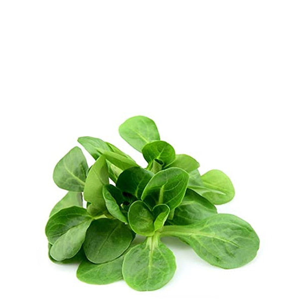 Fresh corn lettuce, baby valeriana, and mache vegetables in a 0.125 kg pack from Holland, showcasing vibrant greens and crisp textures.
