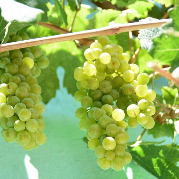 Fresh white seedless cotton candy grapes, Sharbatly brand, in a 4.5 kg carton, showcasing plump, translucent grapes with green stems.