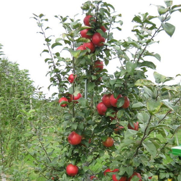 Royal Gala apples in a 4 kg carton by Sharbatly, fresh and crisp fruit with bright red and yellow skin.
