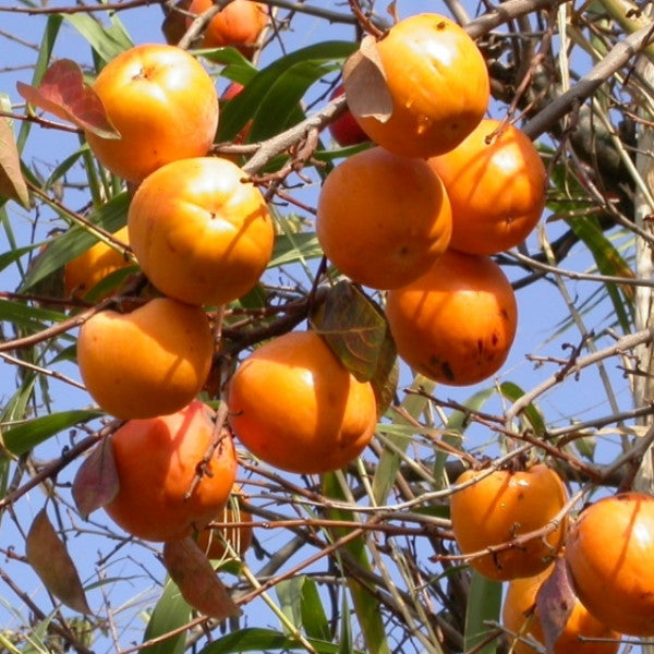 Fresh persimmons in a 4.5 kg carton by Sharbatly, showcasing ripe, orange kaki fruit in a box ready for sale.