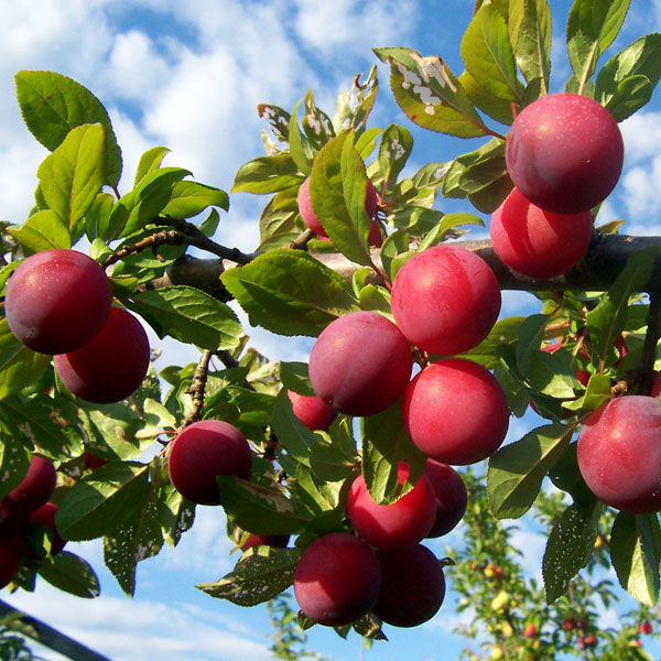 Red plums from Sharbatly, 5 kg carton, fresh and vibrant fruit with smooth skin and deep red color.