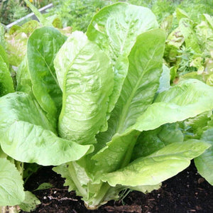 Lettuce Romaine, Cos lettuce, Spanish , single piece