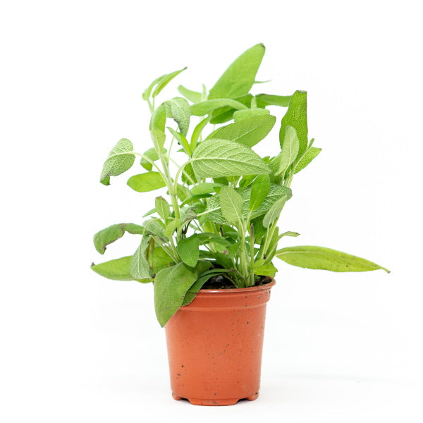 Organic Holland sage herb plant in a pot, fresh green leaves, single potted herb for cooking or medicinal use.