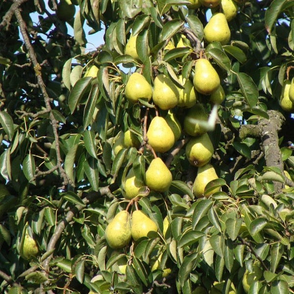 Fresh Pears Sempre from Sharbatly, 1 kg pack, showcasing ripe, juicy pears arranged in a natural display.