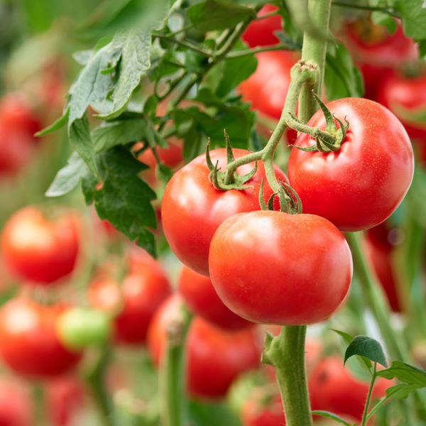 Fresh local tomatoes in a 4.5 kg carton from Local Market, displaying ripe red vegetables ready for cooking or salads.