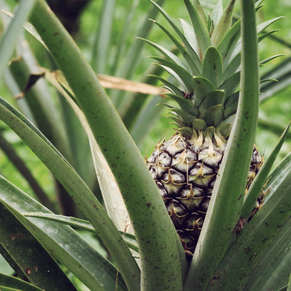 Single piece of pineapple honey extra fruit from Local Market, showcasing fresh, ripe pineapple with honey drizzled on top.