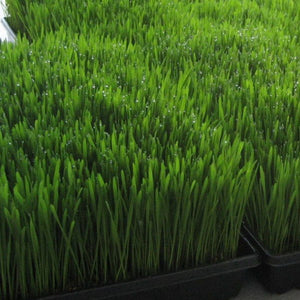 Cress wheatgrass 0.5 kg box
