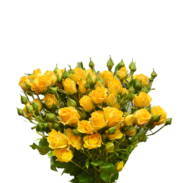 Roses Baby Yellow, 10 Stems