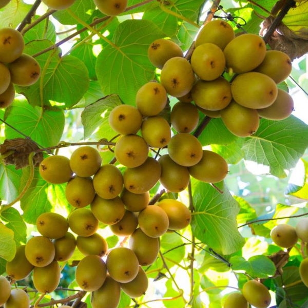 Yellow kiwifruits Sungold by Zespri in a Sharbatly 3.2 kg carton, showing vibrant yellow skin and fresh, ripe fruit.